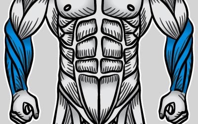 forearms image