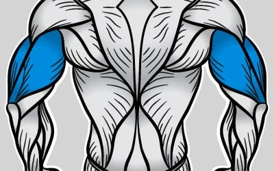 triceps image